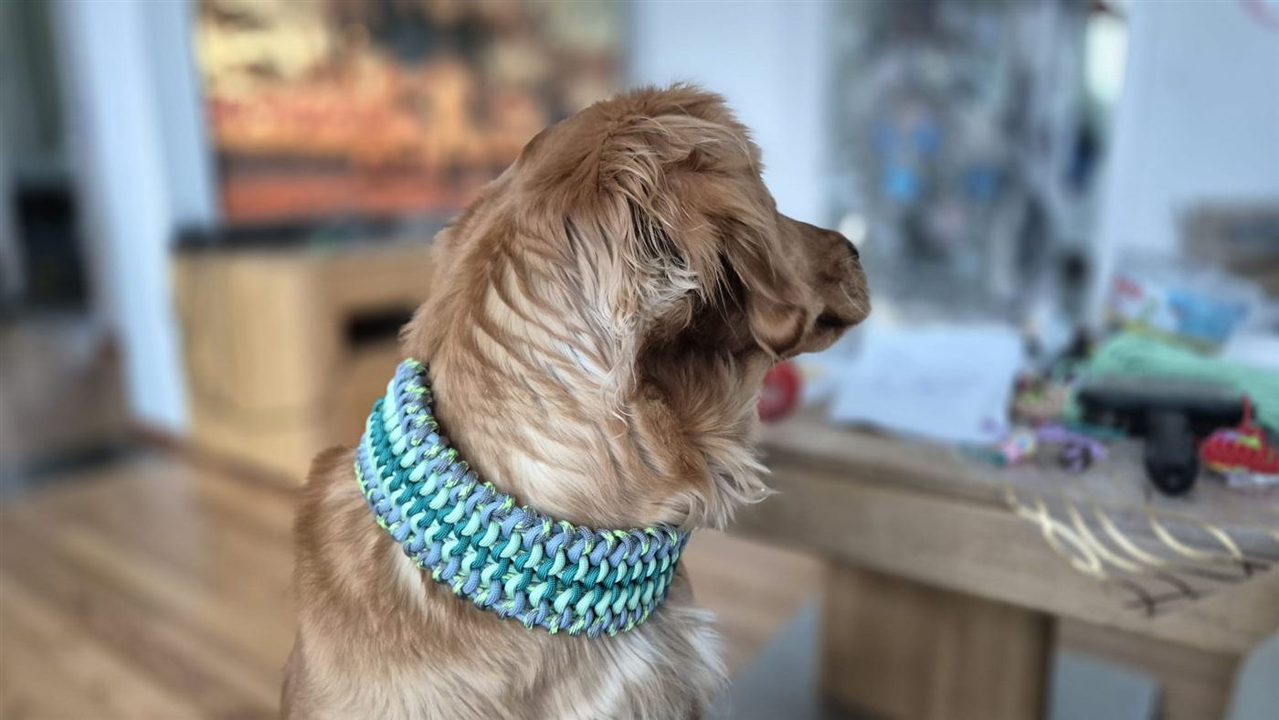 Hund mit handgeknüpftem Paracord-Halsband, Nahaufnahme